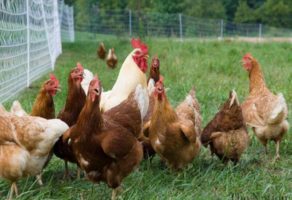 Oprema za klanje živine BIP DOO Novi Sad