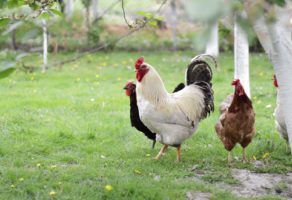 Oprema za klanje živine BIP DOO Novi Sad