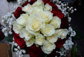 Cvećara Mini Orhideja – Beograd