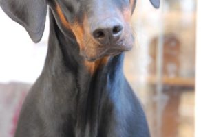 Šetanje i Kupanje Pasa – Beograd