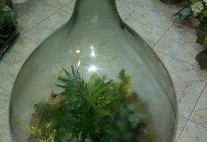 Cvećara Mini Orhideja – Beograd