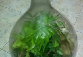 Cvećara Mini Orhideja – Beograd