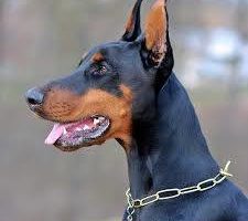 Šetanje i Kupanje Pasa – Beograd