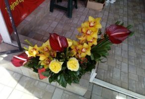 Cvećara Mini Orhideja – Beograd