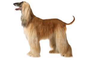 Šetanje i Kupanje Pasa – Beograd