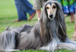 Šetanje i Kupanje Pasa – Beograd