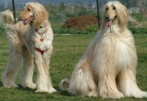 Šetanje i Kupanje Pasa – Beograd