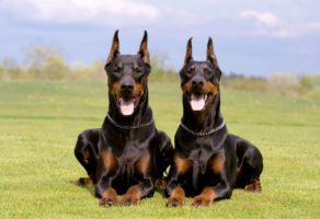 Šetanje i Kupanje Pasa – Beograd