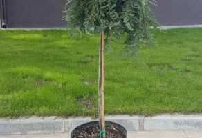 Rasadnik Kedar Uzgoj Biljaka – Aranđelovac