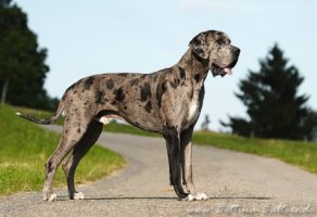 Šetanje i Kupanje Pasa – Beograd