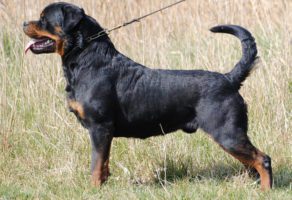 Šetanje i Kupanje Pasa – Beograd