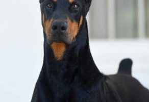 Šetanje i Kupanje Pasa – Beograd