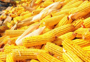 Privredno Drustvo Dulijan Agrar