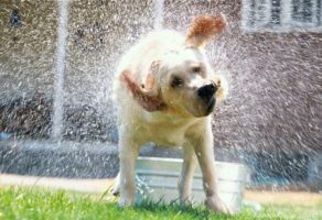 Šetanje i Kupanje Pasa – Beograd