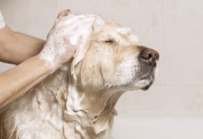 Šetanje i Kupanje Pasa – Beograd