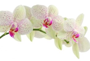Cvećara Mini Orhideja – Beograd