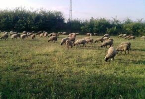 Proizvodnja Hrane Pegaz ANS – Sremska Mitrovica