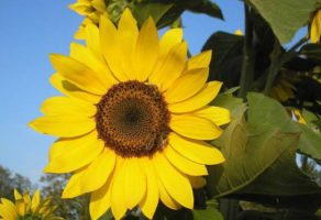 Privredno Drustvo Dulijan Agrar