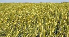 Privredno Drustvo Dulijan Agrar