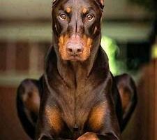 Šetanje i Kupanje Pasa – Beograd