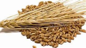 Privredno Drustvo Dulijan Agrar