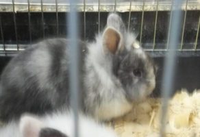 Pet Shop Animal Kingdom Požega