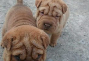 Pet Shop Animal Kingdom Požega