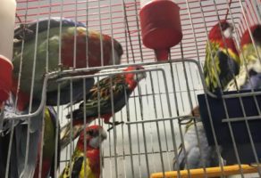 Pet Shop Animal Kingdom Požega