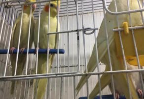 Pet Shop Animal Kingdom Požega