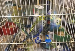 Pet Shop Animal Kingdom Požega