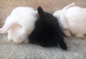 Pet Shop Animal Kingdom Požega