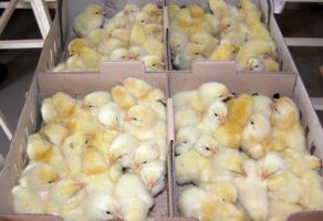 Poljoprivredna apoteka FLORA Beograd