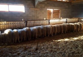 Farma sjeničkih ovaca LAZAREVIĆ Ljig