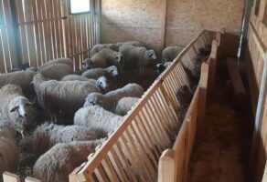 Farma sjeničkih ovaca LAZAREVIĆ Ljig